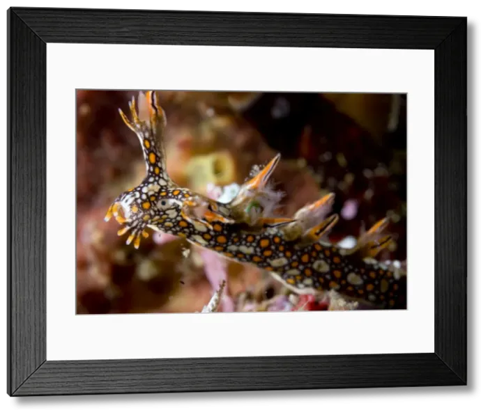 Framed Print : Picture No. 11675367 Framed Print : Picture No. 11675367