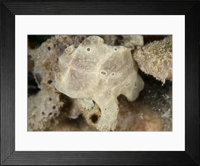 Framed Print : Picture No. 11675368 Framed Print : Picture No. 11675368