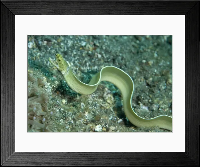 Framed Print : Picture No. 11675363