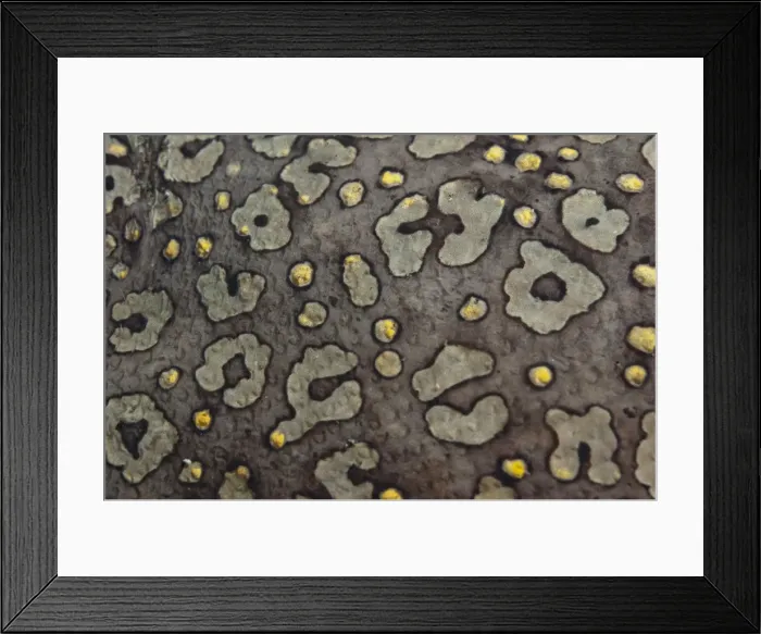 Framed Print : Picture No. 11675370 Framed Print : Picture No. 11675370