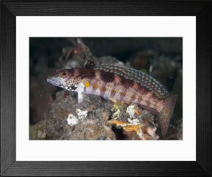 Framed Print : Picture No. 11675369 Framed Print : Picture No. 11675369
