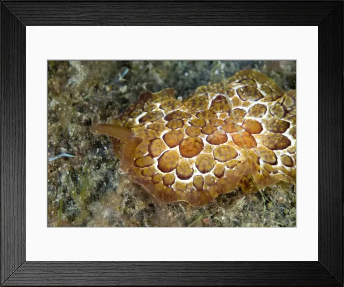 Framed Print : Picture No. 11675371 Framed Print : Picture No. 11675371