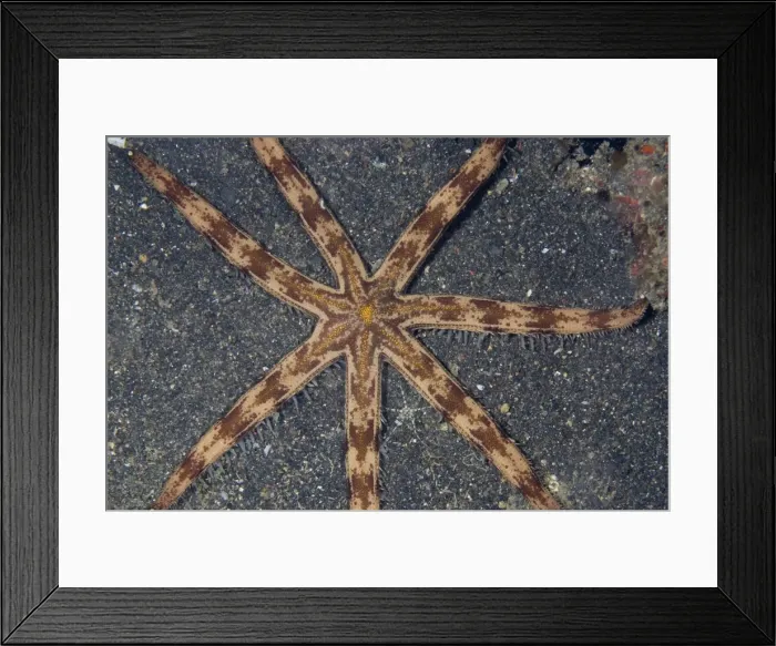 Framed Print : Picture No. 11675372 Framed Print : Picture No. 11675372