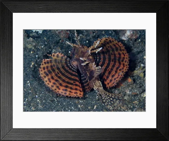 Framed Print : Picture No. 11675373 Framed Print : Picture No. 11675373