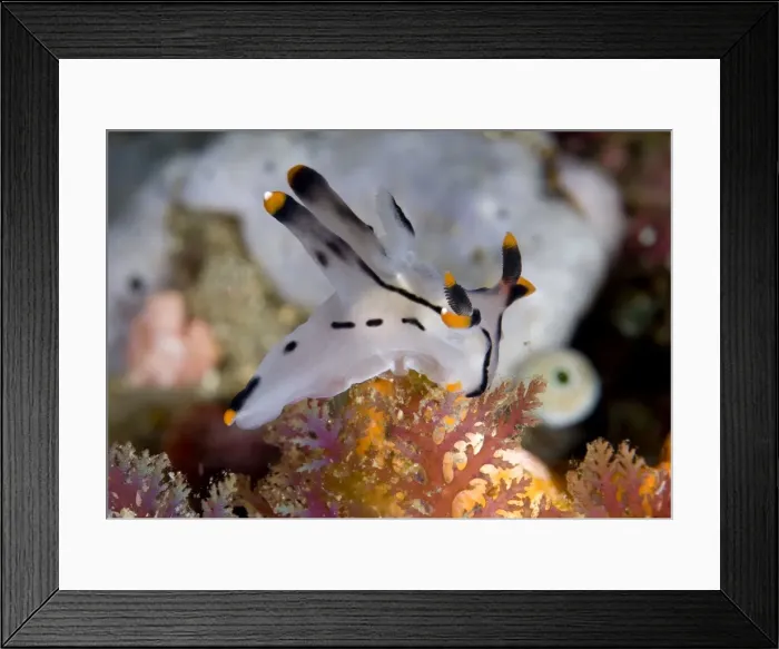 Framed Print : Picture No. 11674841
