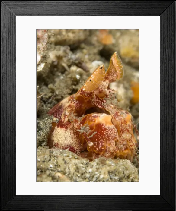 Framed Print : Picture No. 11674843 Framed Print : Picture No. 11674843