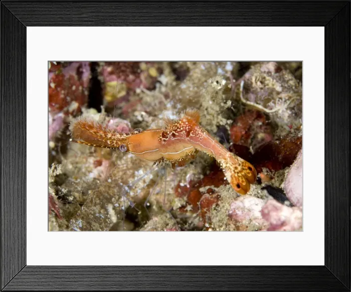 Framed Print : Picture No. 11674844 Framed Print : Picture No. 11674844