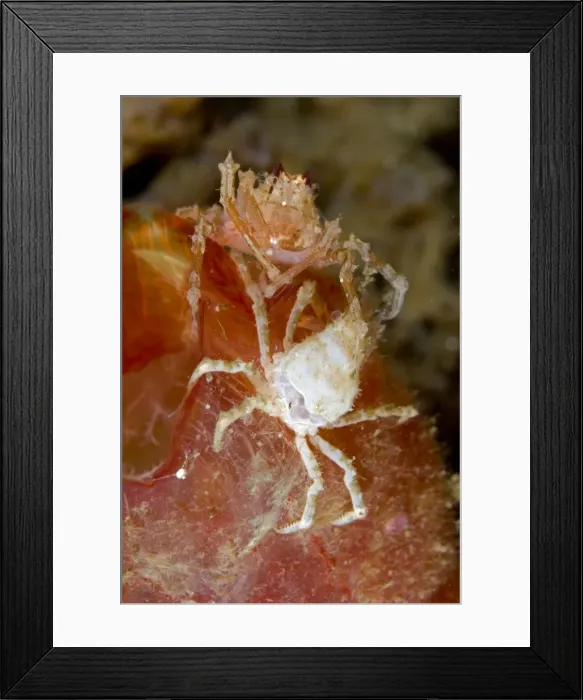 Framed Print : Picture No. 11674845 Framed Print : Picture No. 11674845