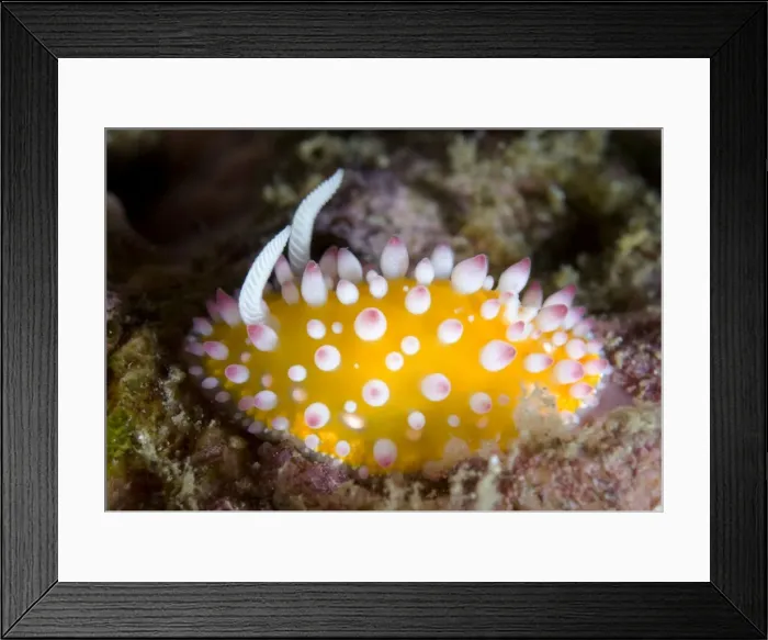 Framed Print : Picture No. 11674846 Framed Print : Picture No. 11674846