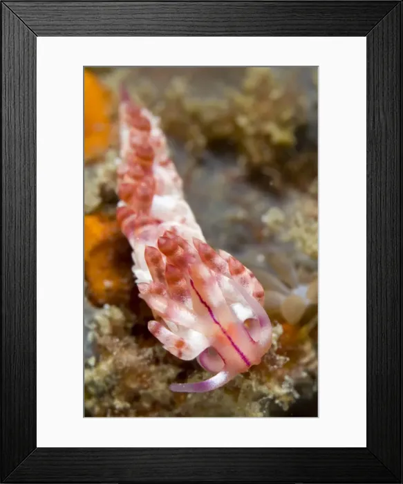 Framed Print : Picture No. 11674847 Framed Print : Picture No. 11674847