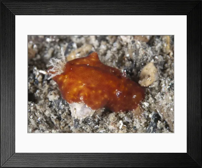 Framed Print : Picture No. 11674848 Framed Print : Picture No. 11674848