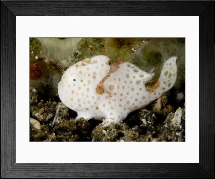 Framed Print : Picture No. 11674849 Framed Print : Picture No. 11674849