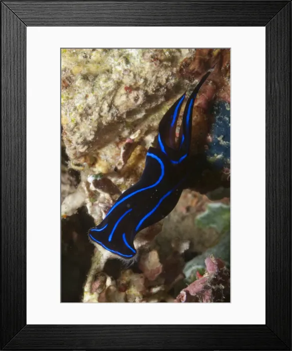 Framed Print : Picture No. 11674842 Framed Print : Picture No. 11674842