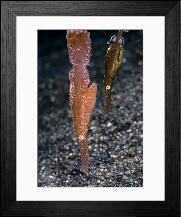 Framed Print : Picture No. 11674851