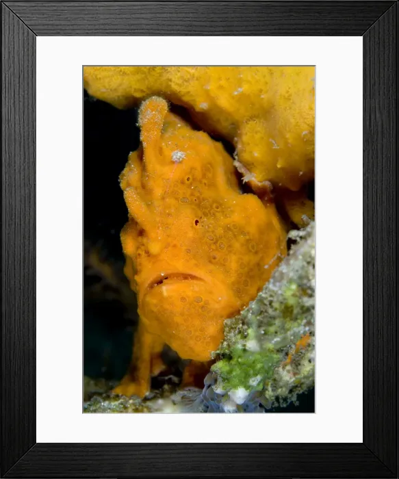 Framed Print : Picture No. 11674852 Framed Print : Picture No. 11674852