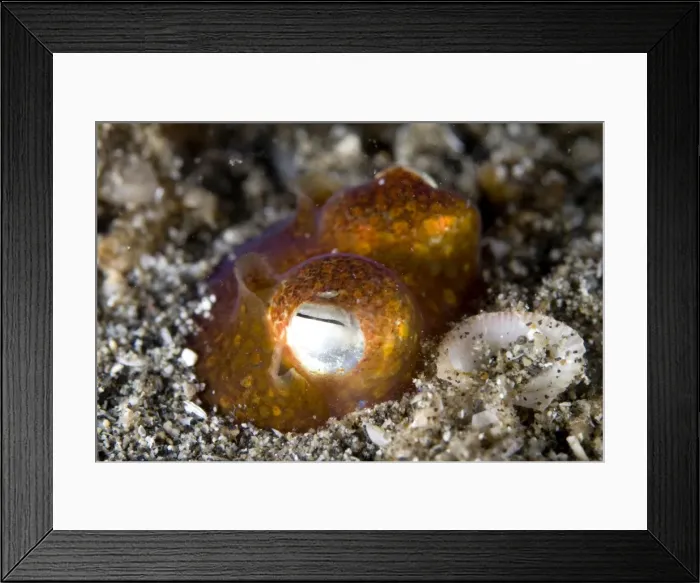 Framed Print : Picture No. 11674850 Framed Print : Picture No. 11674850