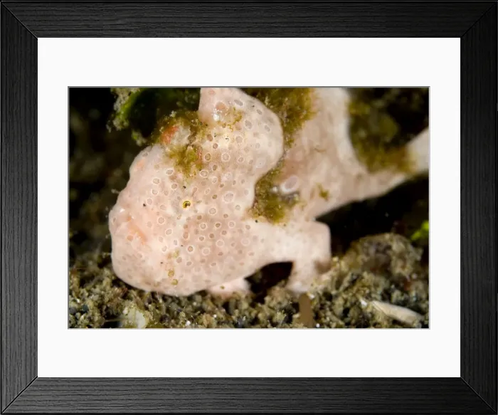 Framed Print : Picture No. 11674853 Framed Print : Picture No. 11674853