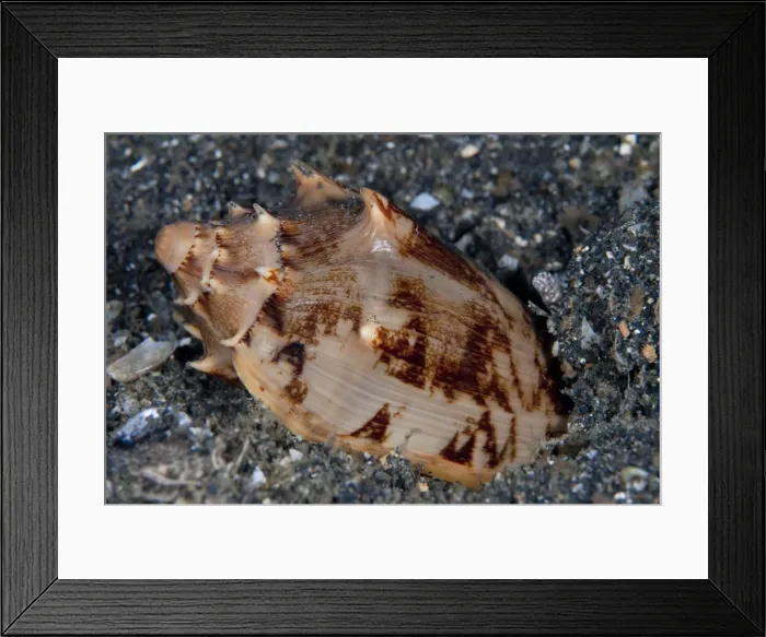 Framed Print : Picture No. 11674855 Framed Print : Picture No. 11674855
