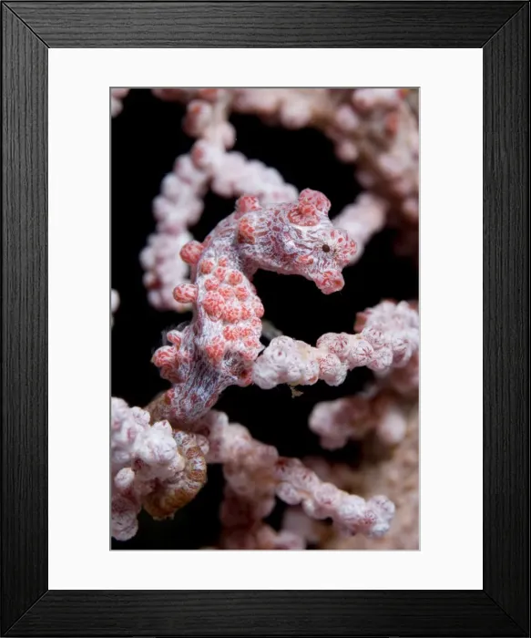 Framed Print : Picture No. 11674856 Framed Print : Picture No. 11674856