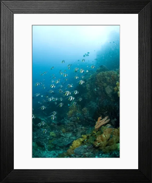 Framed Print : Picture No. 11674857 Framed Print : Picture No. 11674857
