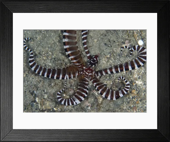 Framed Print : Picture No. 11674854