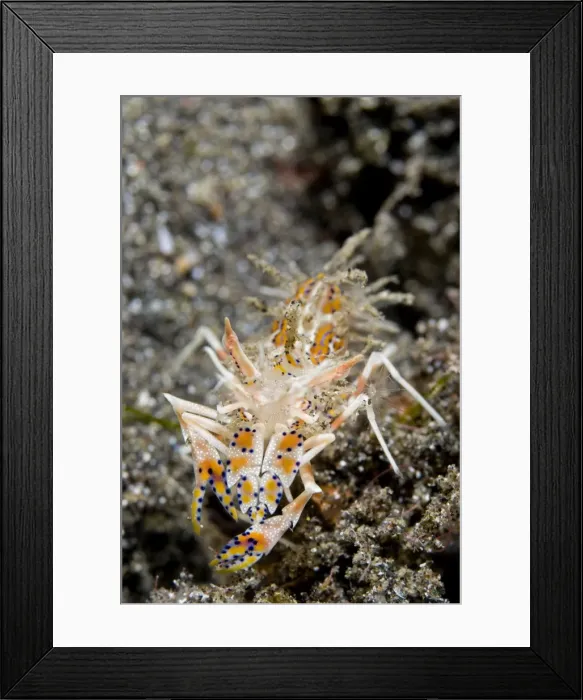 Framed Print : Picture No. 11674859 Framed Print : Picture No. 11674859