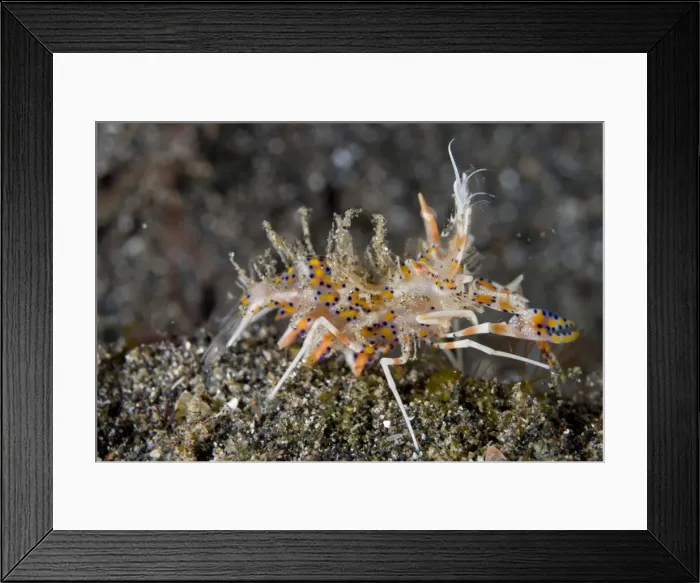 Framed Print : Picture No. 11674858 Framed Print : Picture No. 11674858