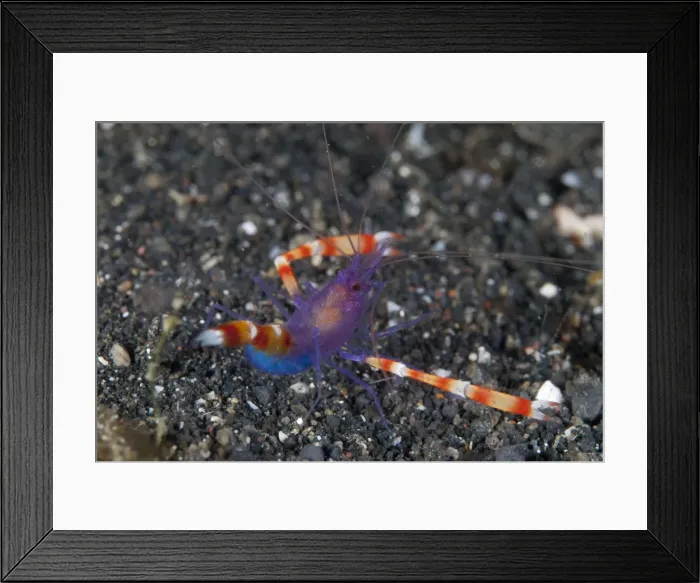 Framed Print : Picture No. 11674861
