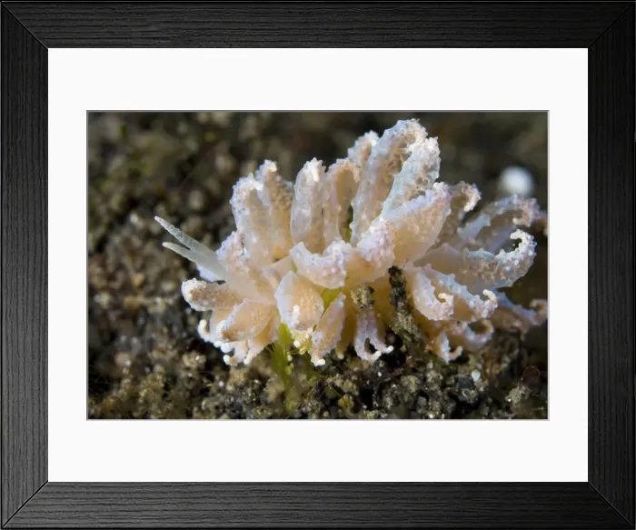 Framed Print : Picture No. 11674862