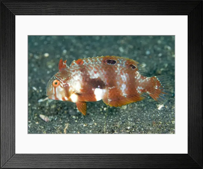 Framed Print : Picture No. 11674863 Framed Print : Picture No. 11674863