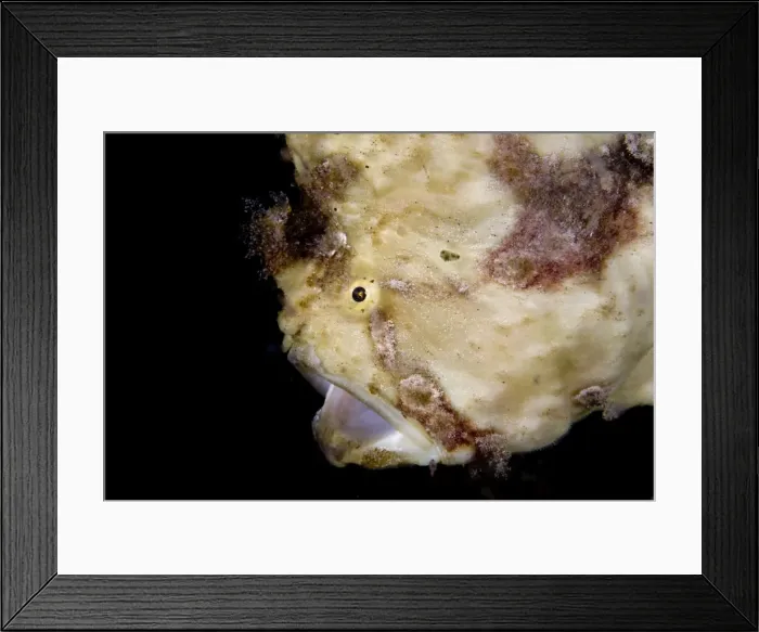 Framed Print : Picture No. 11674860 Framed Print : Picture No. 11674860