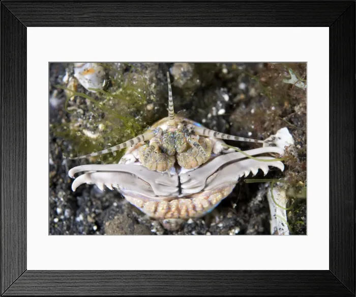 Framed Print : Picture No. 11674865 Framed Print : Picture No. 11674865