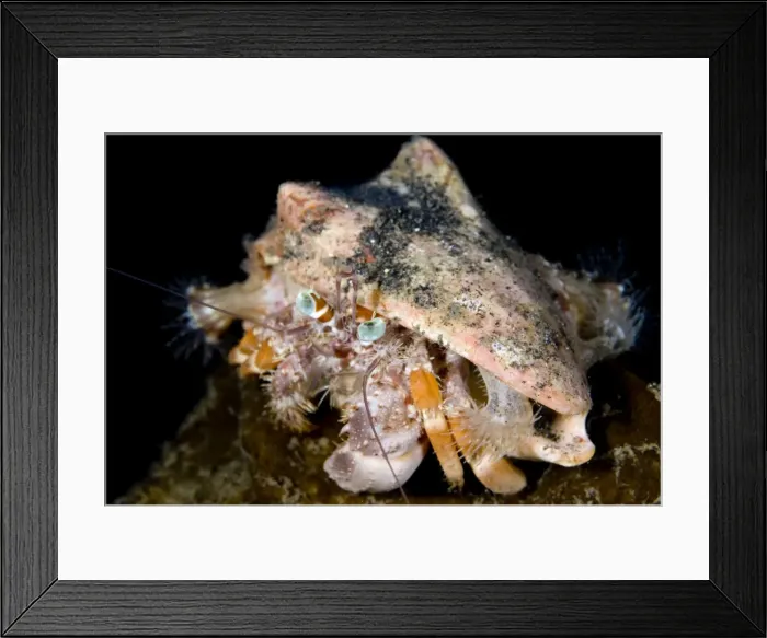 Framed Print : Picture No. 11674864 Framed Print : Picture No. 11674864