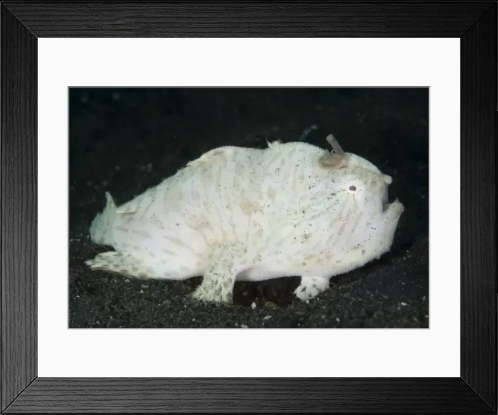 Framed Print : Picture No. 11674866 Framed Print : Picture No. 11674866