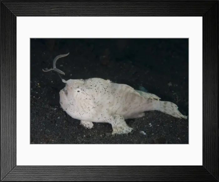 Framed Print : Picture No. 11674868 Framed Print : Picture No. 11674868