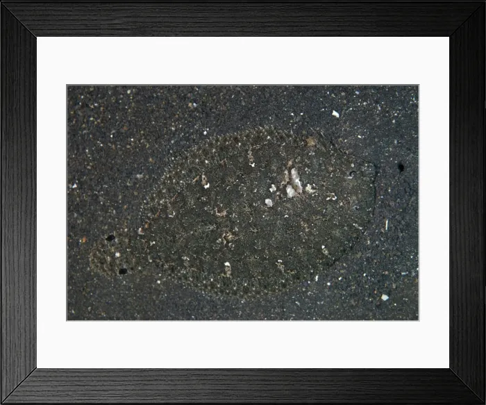 Framed Print : Picture No. 11674867 Framed Print : Picture No. 11674867