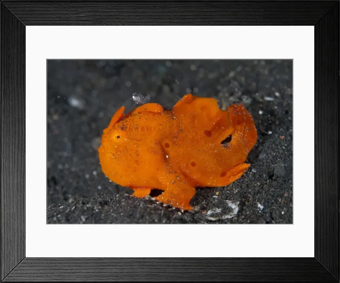 Framed Print : Picture No. 11674872 Framed Print : Picture No. 11674872