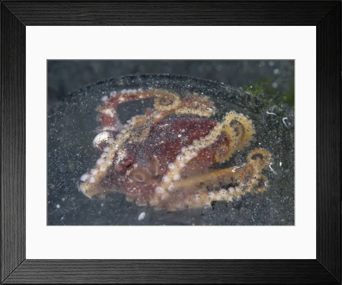 Framed Print : Picture No. 11674874 Framed Print : Picture No. 11674874