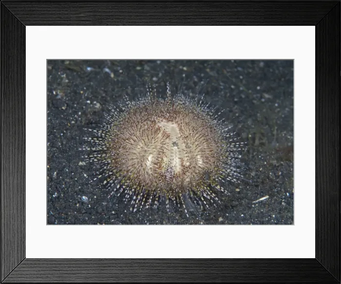 Framed Print : Picture No. 11674876 Framed Print : Picture No. 11674876