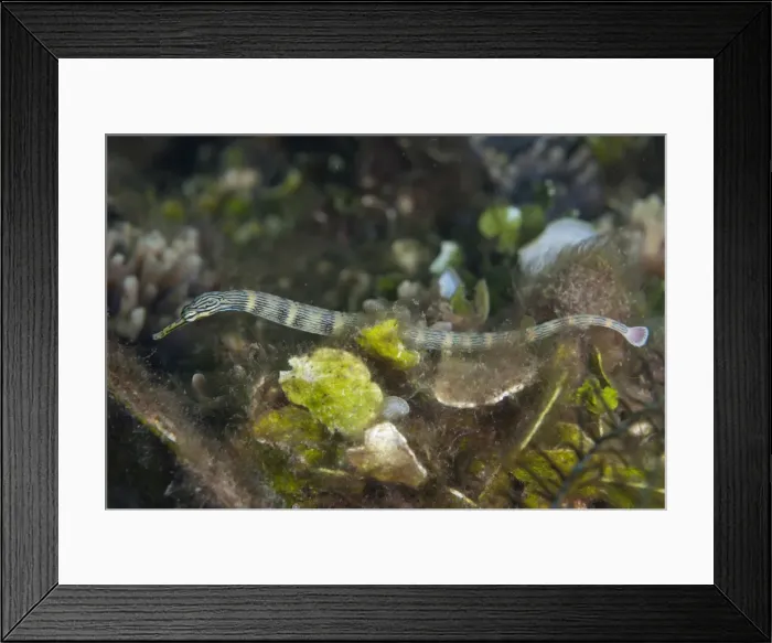 Framed Print : Picture No. 11674879
