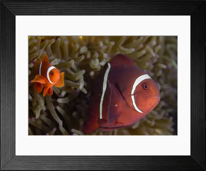 Framed Print : Picture No. 11674878 Framed Print : Picture No. 11674878