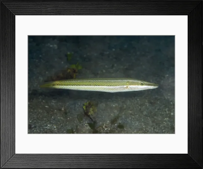 Framed Print : Picture No. 11674881 Framed Print : Picture No. 11674881
