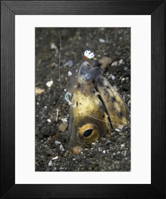 Framed Print : Picture No. 11674882 Framed Print : Picture No. 11674882