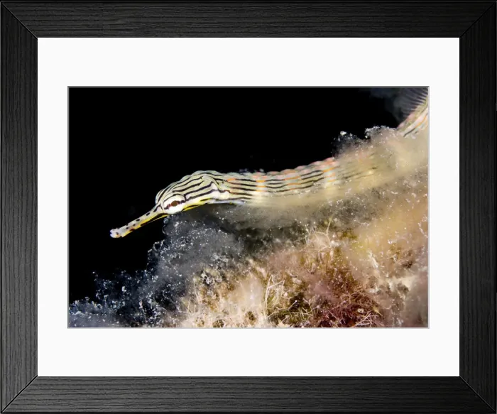 Framed Print : Picture No. 11674880 Framed Print : Picture No. 11674880