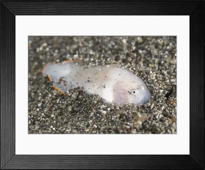 Framed Print : Picture No. 11674883 Framed Print : Picture No. 11674883