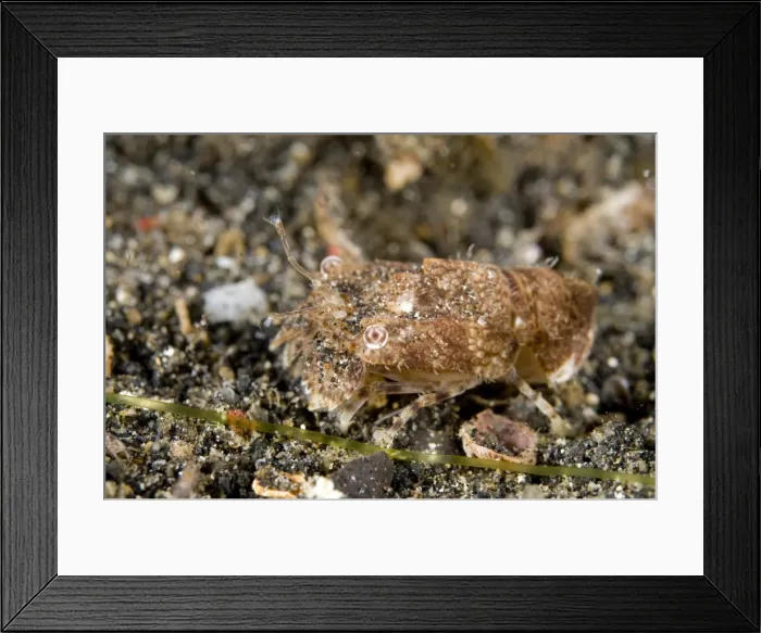 Framed Print : Picture No. 11674885 Framed Print : Picture No. 11674885