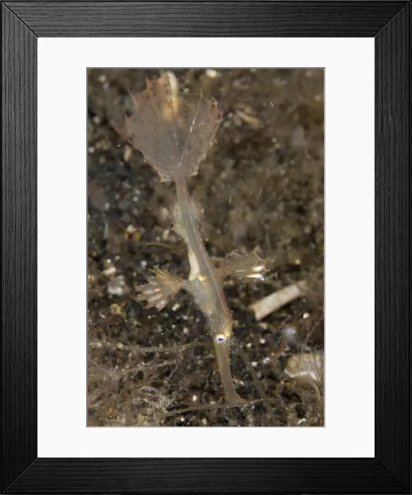 Framed Print : Picture No. 11674886 Framed Print : Picture No. 11674886