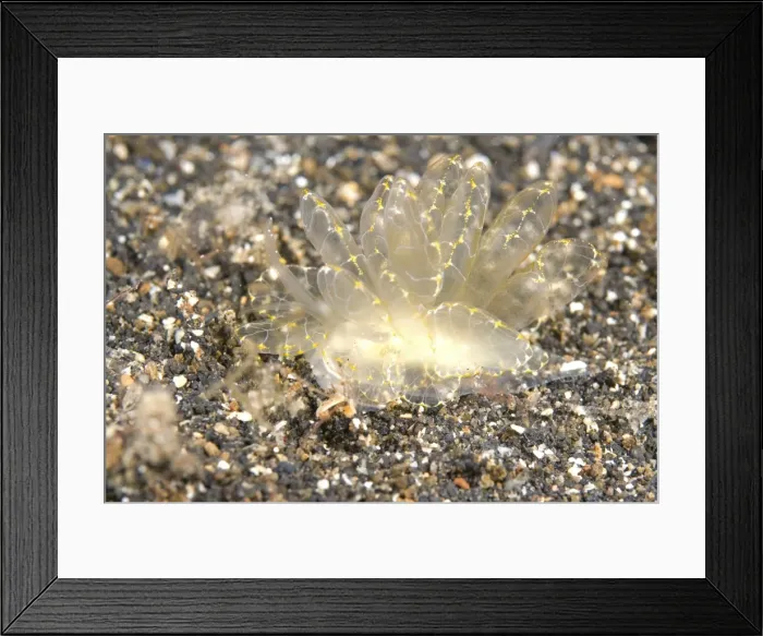 Framed Print : Picture No. 11674887 Framed Print : Picture No. 11674887