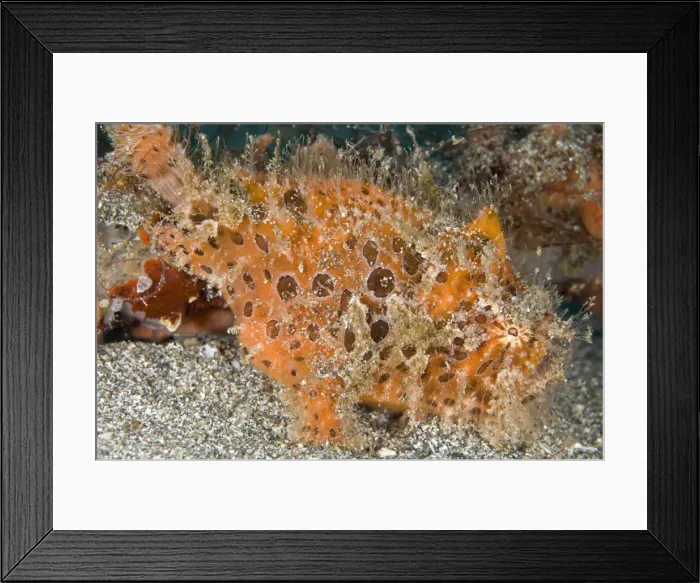 Framed Print : Picture No. 11674888 Framed Print : Picture No. 11674888