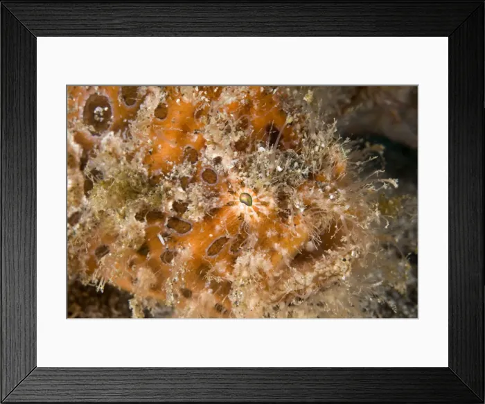 Framed Print : Picture No. 11674889 Framed Print : Picture No. 11674889